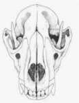 Skull geezer