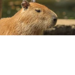 Evade of Capybara icon