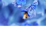 The Bee's Nest!