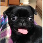 TheDoggoClan