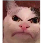 anusgor_playzyt