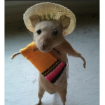 Las Ratas Flacas