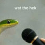 mr snaek fan group