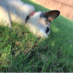 sadie puppy