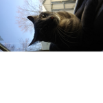 The Scaredy cat