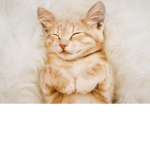 Cats CATS are the Best UwU