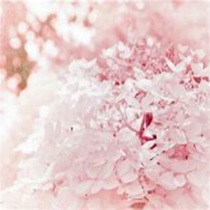 Pastel Cherry Tree Roblox decal