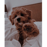 Puppy dog woof