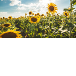 Sunflower_squad...