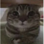 catds