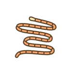 Here come the Tapeworms