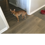 The Little dog Group