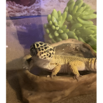 Fans of reptiles