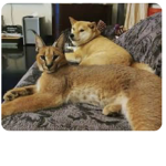 Floppa and doge fan group