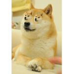 Pop goes the Doges