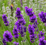 Lavender Ladies!!