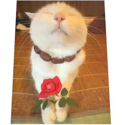 Praying Rose Cat Cape