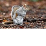 SquirrelsUnited
