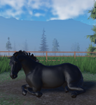 Maddy’s Adventures_equine