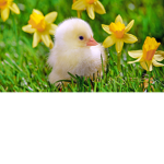 Poor Chicken......