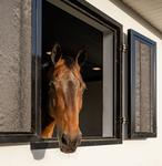 Horse Ugc Community