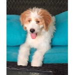 Dogplaz