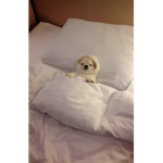 sleepy_woofwoof