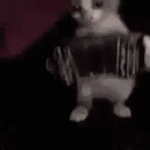 Cat playing uhh