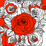 White and red roses
