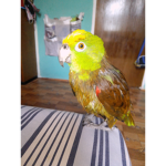 Birds in da rain