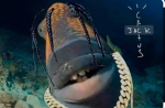 FEIN Fish