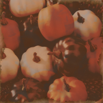 Pumpkin Patch ⋆