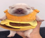 Tuff Pibble Club