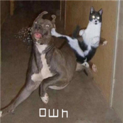The Amazing Cat Roblox decal