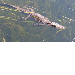 (NEW) Alligator Survival!