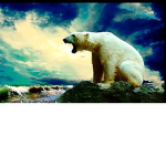 ~ Polar Bear World ~