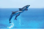 the dolphin squad :)