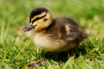 --Ducks group--