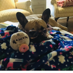 French bulldog (: <3