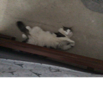 Cat sport
