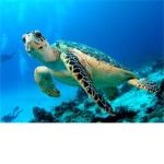 TURTLES!!