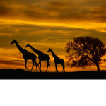 *~The Giraffe triplets~*
