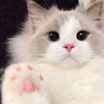 Pawz in hotel' {wc;ue!}
