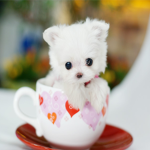 Coffee pup