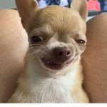 Os Kawaiis fofos!