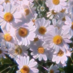 Shining Daisy Squad