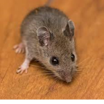 The Rat Country (For Rats Fans Only)
