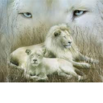 white lions kilers