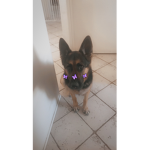 Miadog010