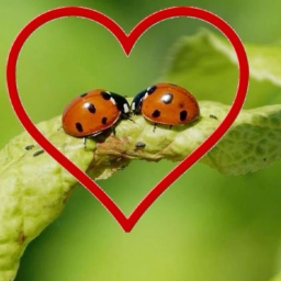 ˚ . ・🐞・ . ˚ ☘️ ♡